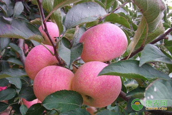 種植課堂：蘋果果實(shí)品質(zhì)如何提高？-圖片版權(quán)歸惠農(nóng)網(wǎng)所有