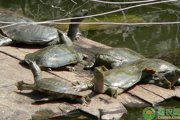 甲魚人工養(yǎng)殖注意事項(xiàng)-圖片版權(quán)歸惠農(nóng)網(wǎng)所有