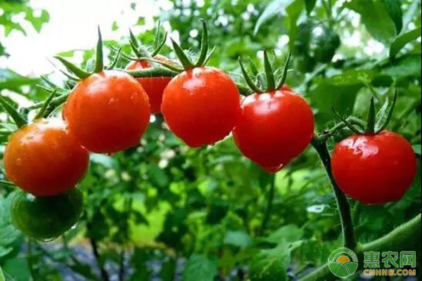 西紅柿高產(chǎn)種植管理要點(diǎn)-圖片版權(quán)歸惠農(nóng)網(wǎng)所有
