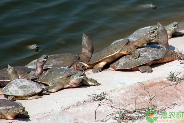 甲魚人工養(yǎng)殖注意事項(xiàng)-圖片版權(quán)歸惠農(nóng)網(wǎng)所有