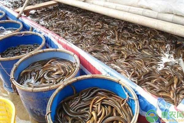 鱔魚人工養(yǎng)殖技巧-圖片版權歸惠農網(wǎng)所有