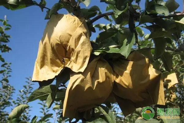 蘋果套袋的技術(shù)詳解-圖片版權(quán)歸惠農(nóng)網(wǎng)所有