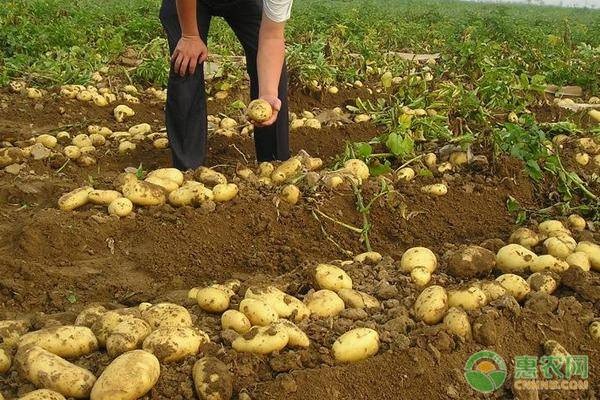 土豆病害防治大全-图片版权归惠农网所有