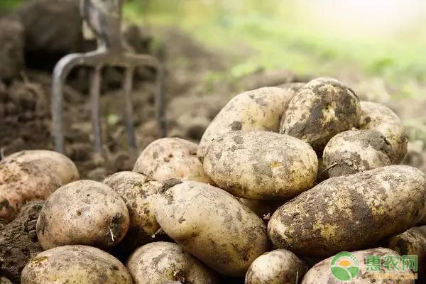 土豆晚疫病如何防治？-圖片版權(quán)歸惠農(nóng)網(wǎng)所有