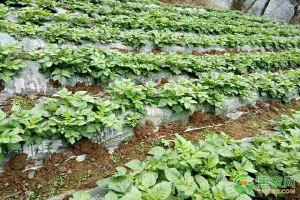土豆为什么要催芽？土豆催芽方法介绍-图片版权归惠农网所有