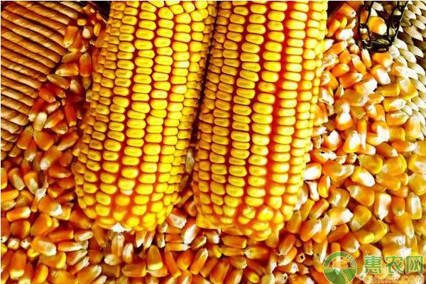 现在玉米种子多少钱一斤？影响玉米种子价格的因素有哪些？