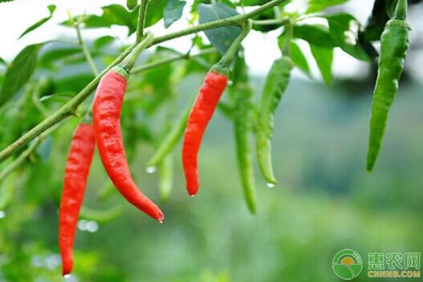 辣椒果實(shí)頂部凹陷是什么原因？如何防治？-圖片版權(quán)歸惠農(nóng)網(wǎng)所有
