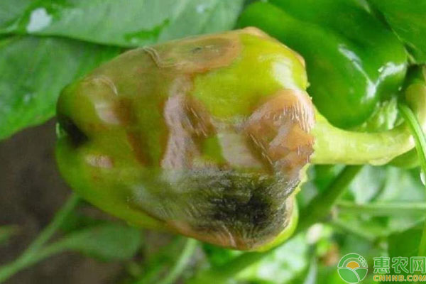 辣椒虎皮病的癥狀及防治方法-圖片版權(quán)歸惠農(nóng)網(wǎng)所有