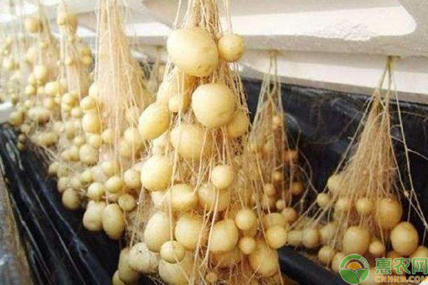 土豆無(wú)土栽培技術(shù)-圖片版權(quán)歸惠農(nóng)網(wǎng)所有