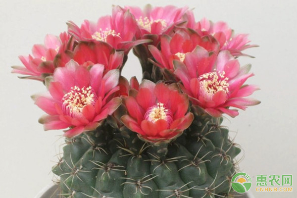 緋花玉的養(yǎng)殖方法及養(yǎng)護要點-圖片版權(quán)歸惠農(nóng)網(wǎng)所有