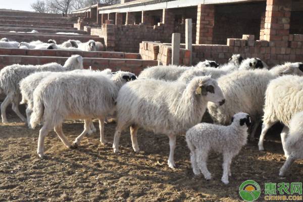 肉羊养殖五大要点-图片版权归惠农网所有