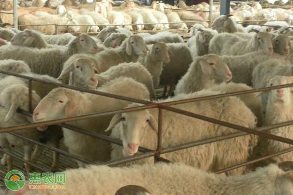 羊提高出肉率的有效措施-图片版权归惠农网所有