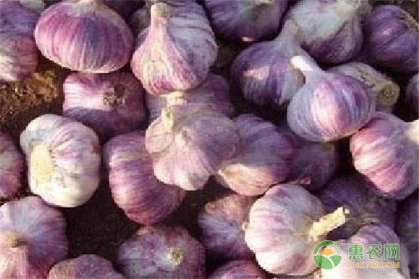 大蒜防根爛有何措施？大蒜根爛是什么原因？-圖片版權(quán)歸惠農(nóng)網(wǎng)所有