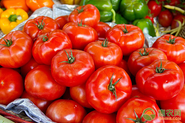 今日西红柿多少钱一斤？2020年西红柿最新价格行情分析
