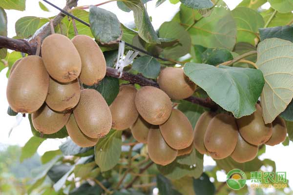 獼猴桃缺鈣的癥狀及防治措施-圖片版權(quán)歸惠農(nóng)網(wǎng)所有