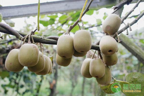 獼猴桃的授粉技術(shù)介紹-圖片版權(quán)歸惠農(nóng)網(wǎng)所有