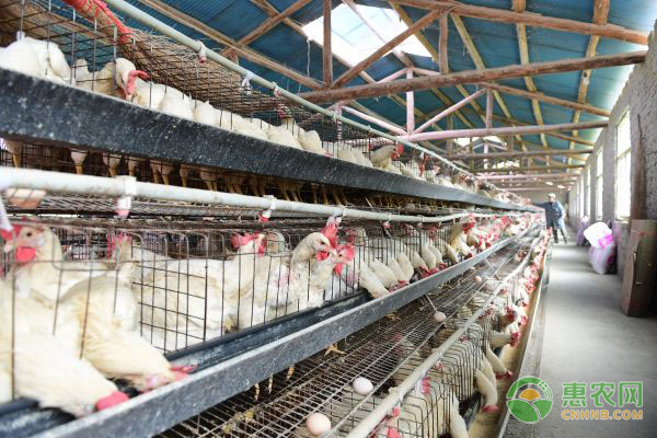 蛋鸡缺微量元素的病因、症状及防治措施-图片版权归惠农网所有