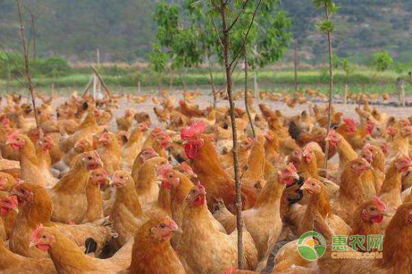 蛋鸡提升产蛋量要怎么做？这八个方法很实用！-图片版权归惠农网所有