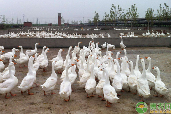 塑料大棚四季養(yǎng)鴨技術(shù)-圖片版權(quán)歸惠農(nóng)網(wǎng)所有