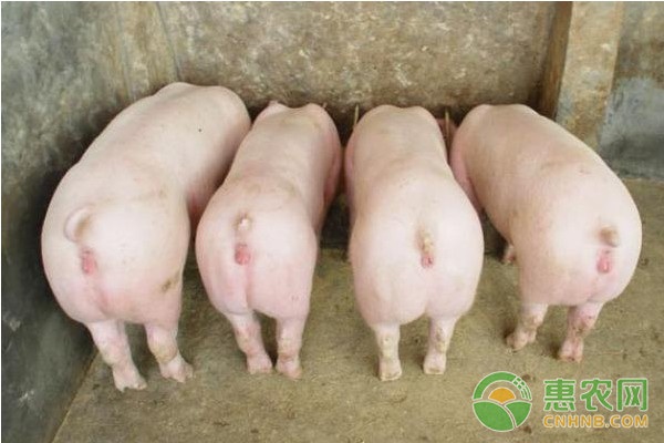 豬便秘的原因、癥狀及預(yù)防措施-圖片版權(quán)歸惠農(nóng)網(wǎng)所有