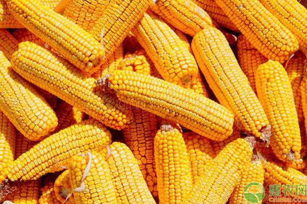 玉米价格为何上涨？主要是这几个原因！
