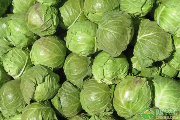 包菜貯藏技術(shù)和注意事項(xiàng)-圖片版權(quán)歸惠農(nóng)網(wǎng)所有