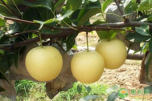 梨生毛狀物是什么病害？如何防治？-圖片版權歸惠農(nóng)網(wǎng)所有