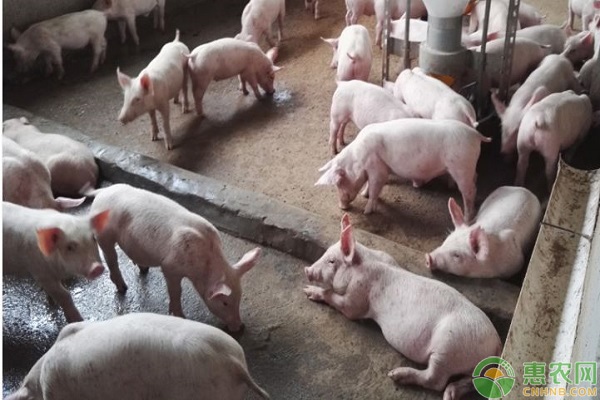 豬飼料的配方標(biāo)準(zhǔn)及配置原則-圖片版權(quán)歸惠農(nóng)網(wǎng)所有