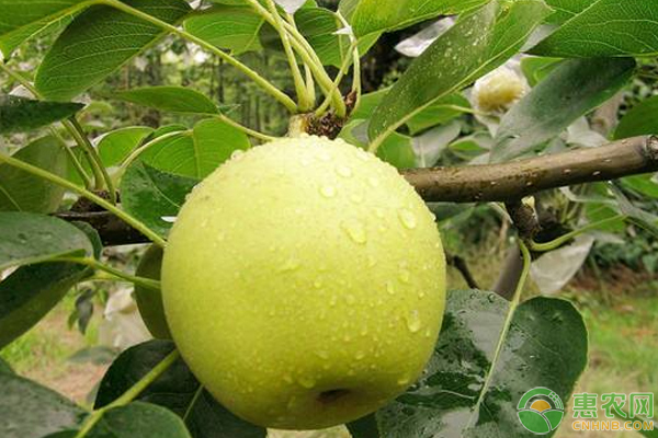 梨果面龜裂是什么病害？如何防治？-圖片版權(quán)歸惠農(nóng)網(wǎng)所有