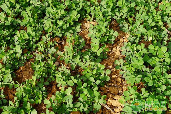 春播花生的种植时间及管理要点-图片版权归惠农网所有