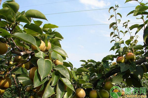 梨大食心蟲的癥狀、發(fā)生規(guī)律及防治措施-圖片版權歸惠農網所有