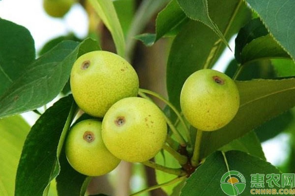 梨如何預(yù)防輪紋?。?圖片版權(quán)歸惠農(nóng)網(wǎng)所有