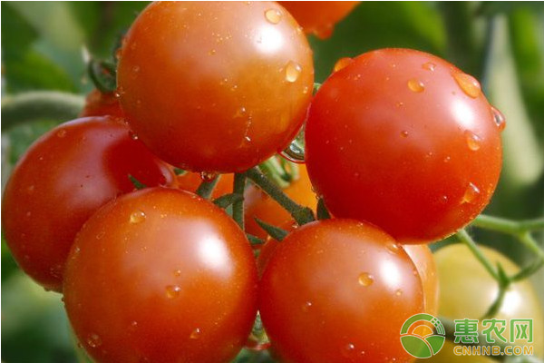 催熟西红柿有哪些辨别方法？怎么吃西红柿能减肥？