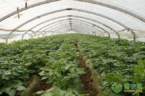 馬鈴薯貯藏技巧和要點-圖片版權歸惠農(nóng)網(wǎng)所有