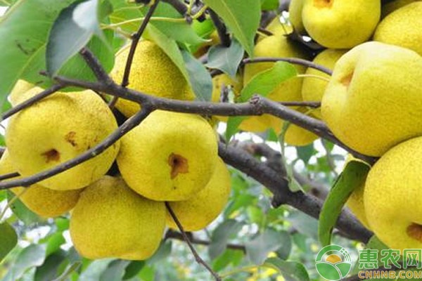 梨如何預(yù)防輪紋??？-圖片版權(quán)歸惠農(nóng)網(wǎng)所有