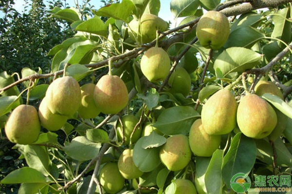 梨如何預(yù)防輪紋病？-圖片版權(quán)歸惠農(nóng)網(wǎng)所有