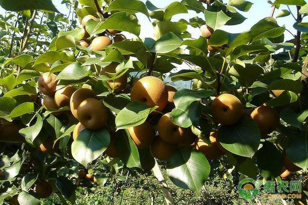 梨大食心蟲的癥狀、發(fā)生規(guī)律及防治措施-圖片版權歸惠農網所有
