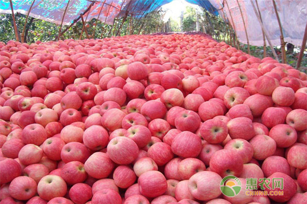 农民种什么果树赚钱？这几个苹果新品种价值较高！