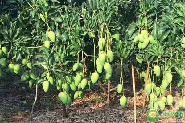芒果土肥管理方法要點(diǎn)-圖片版權(quán)歸惠農(nóng)網(wǎng)所有