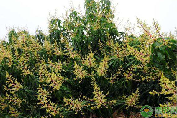 芒果三落是什么原因？如何避免？-圖片版權(quán)歸惠農(nóng)網(wǎng)所有