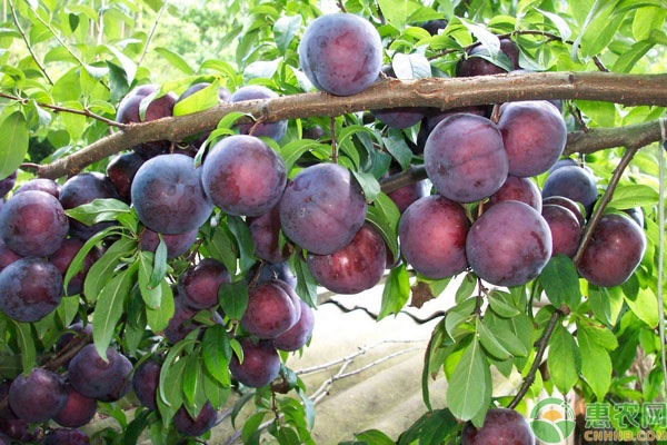 李子樹壯苗栽培技術(shù)要點(diǎn)-圖片版權(quán)歸惠農(nóng)網(wǎng)所有