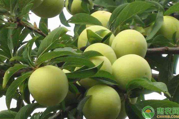 李子樹栽培技術(shù)要點-圖片版權(quán)歸惠農(nóng)網(wǎng)所有