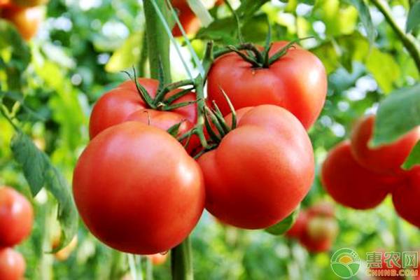 西红柿什么时候种植？