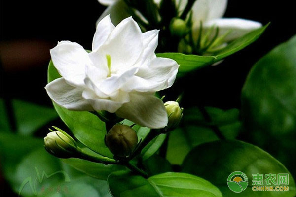 茉莉花的養(yǎng)殖技術及注意事項-圖片版權(quán)歸惠農(nóng)網(wǎng)所有