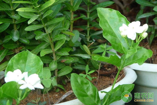 茉莉花的養(yǎng)殖技術及注意事項-圖片版權(quán)歸惠農(nóng)網(wǎng)所有