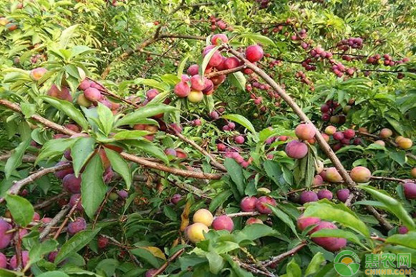李子早結(jié)豐產(chǎn)栽培技術(shù)-圖片版權(quán)歸惠農(nóng)網(wǎng)所有