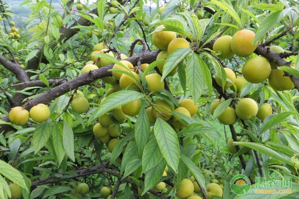 李子樹整形修剪方法-圖片版權(quán)歸惠農(nóng)網(wǎng)所有
