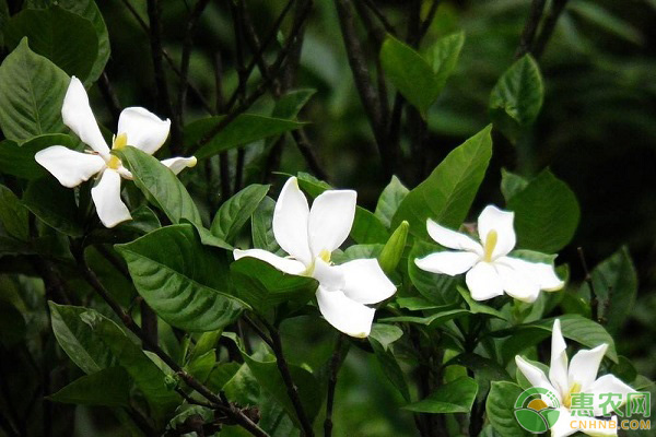 梔子花怎么養(yǎng)？這五點(diǎn)做好了，想不爆盆都難！-圖片版權(quán)歸惠農(nóng)網(wǎng)所有