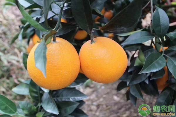 臍橙凍害防治技巧-圖片版權(quán)歸惠農(nóng)網(wǎng)所有