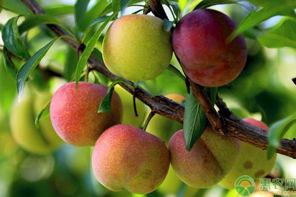 李子提早變紅脫落是怎么回事？如何防治？-圖片版權(quán)歸惠農(nóng)網(wǎng)所有